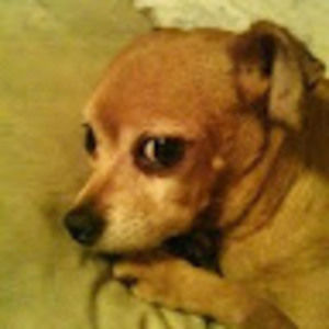 Meet your Posher, Shari